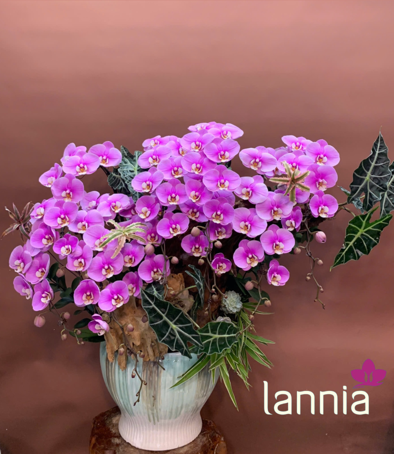 LAN HỒ ĐIỆP TẾT 2026