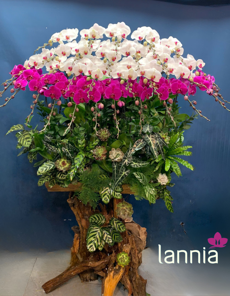 LAN HỒ ĐIỆP TẾT 2026