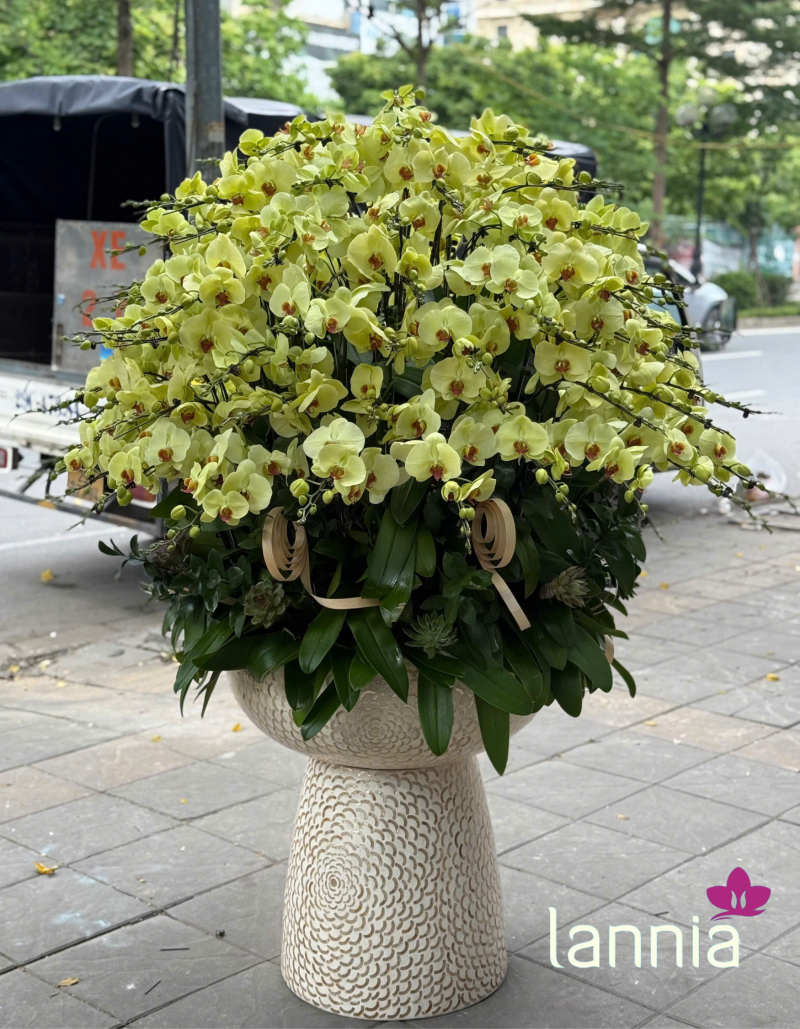 LAN HỒ ĐIỆP TẾT 2026