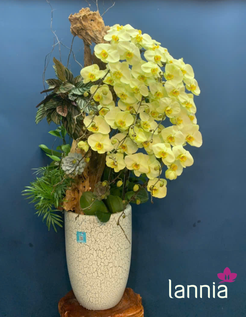 LAN HỒ ĐIỆP CHẬU BÌNH AN