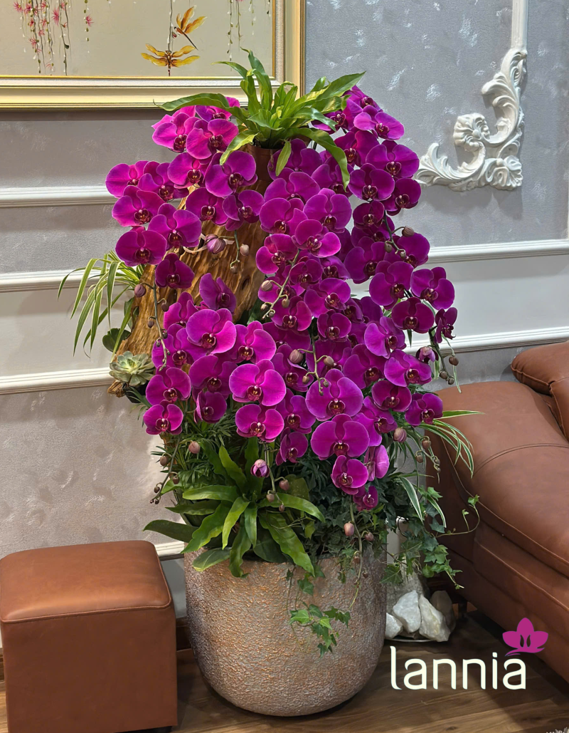 LAN HỒ ĐIỆP TẾT 2026