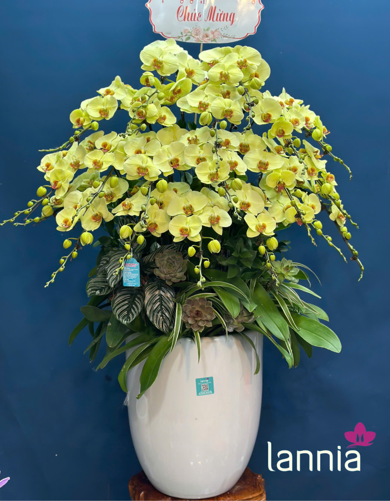 LAN HỒ ĐIỆP TẾT 2026