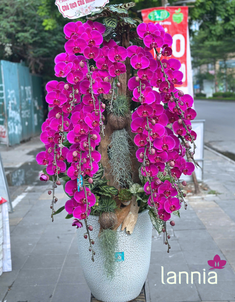 LAN HỒ ĐIỆP TẾT 2026