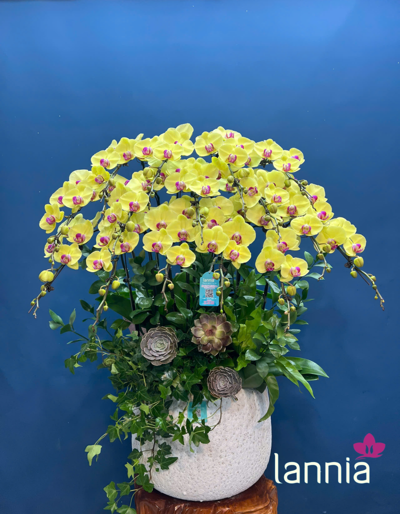 LAN HỒ ĐIỆP TẾT 2026