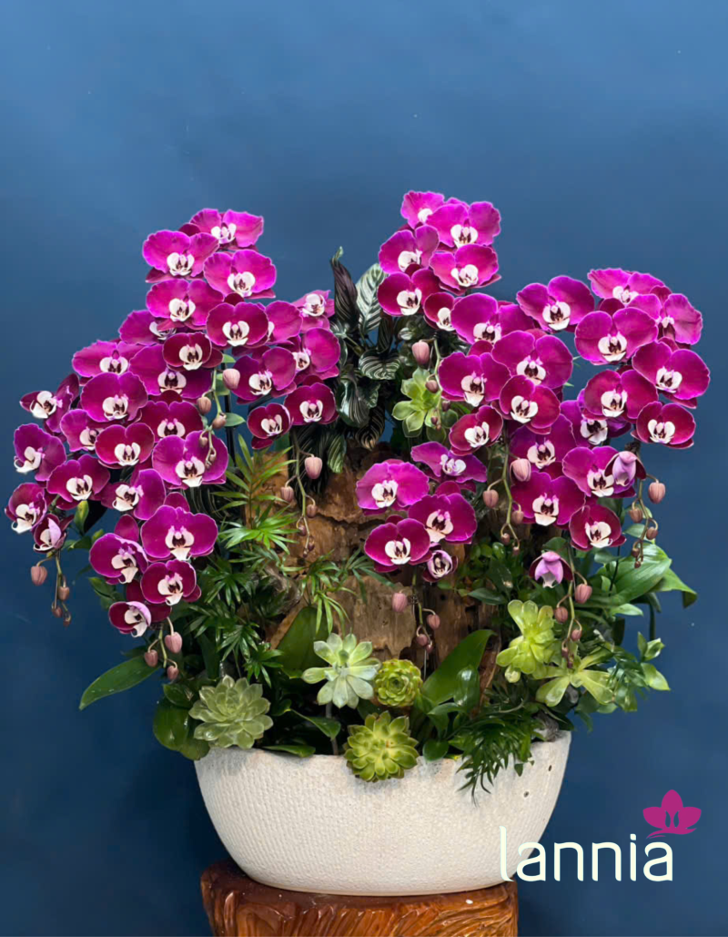 LAN HỒ ĐIỆP TẾT 2026