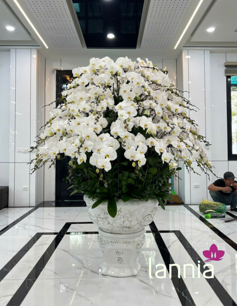 LAN HỒ ĐIỆP TẾT 2026