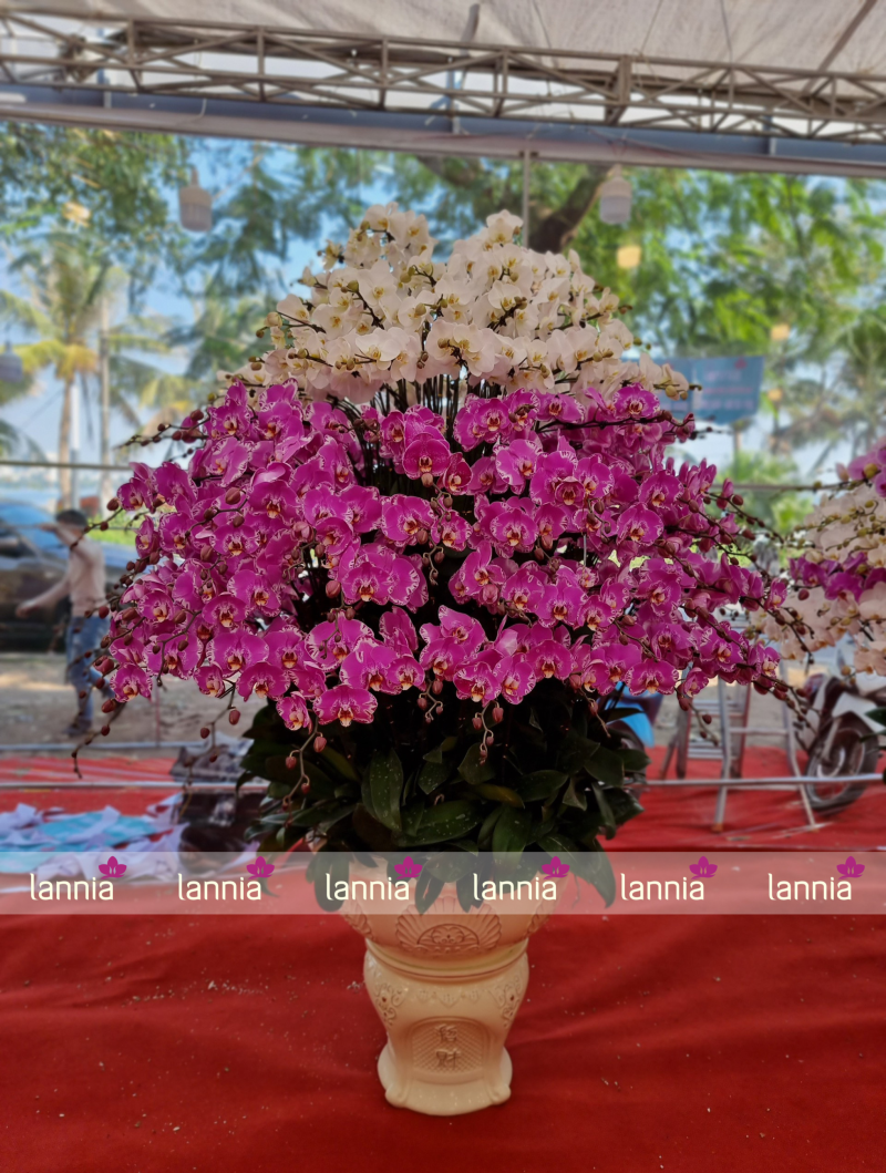 LAN HỒ ĐIỆP TẾT 2026