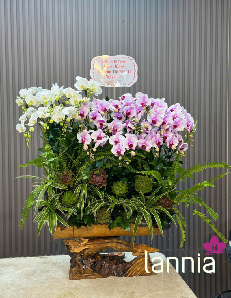 LAN HỒ ĐIỆP TẾT 2026