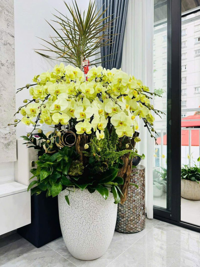 LAN HỒ ĐIỆP TẾT 2026